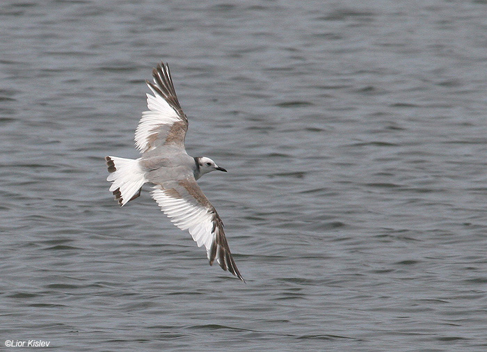     Sabine's Gull  Larus sabini                                    ,2009 .: 